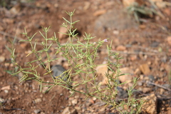 Fagonia indica